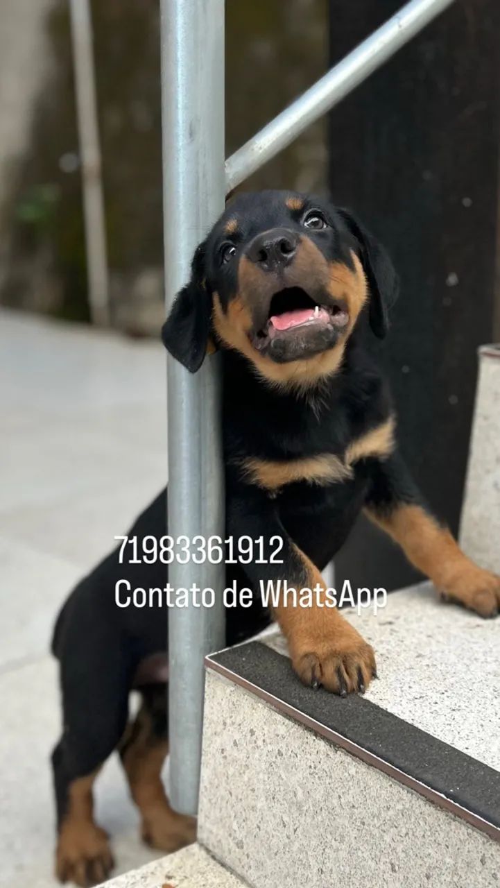 Rottweiler  - Foto 2