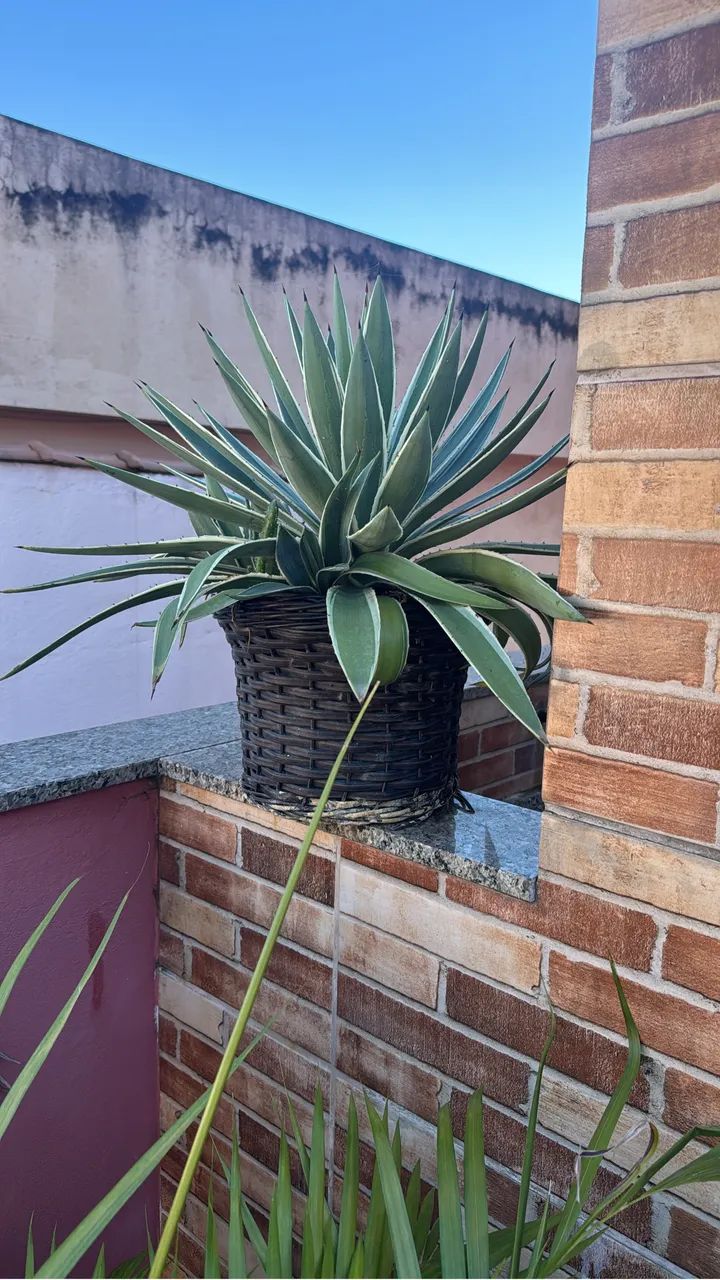 Muda de iuca 