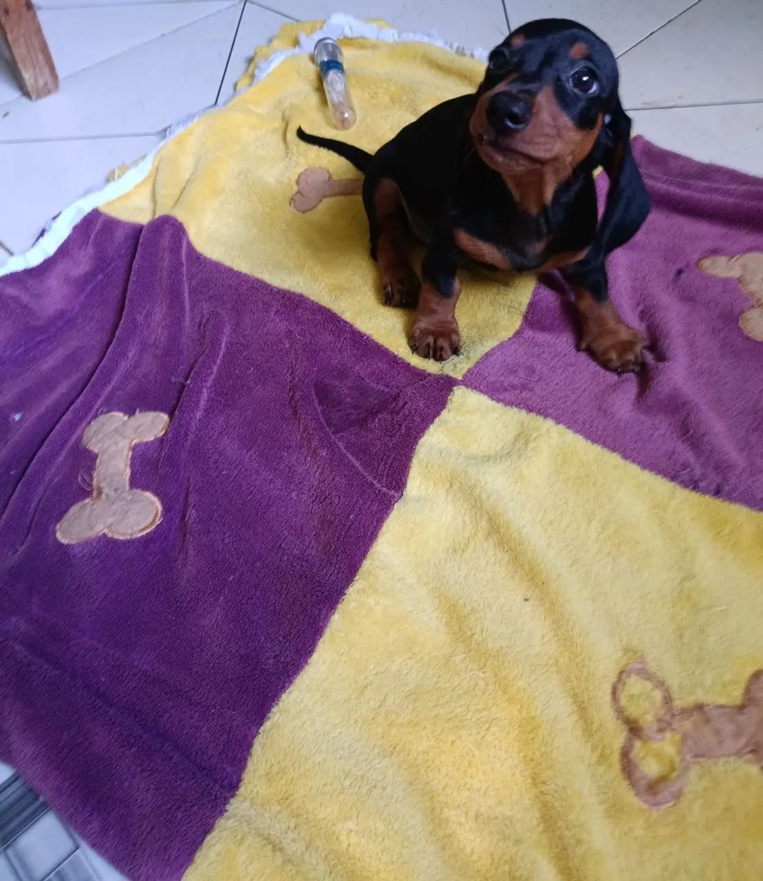 Filhote de dashund macho original de pai e mãe  - Foto 3
