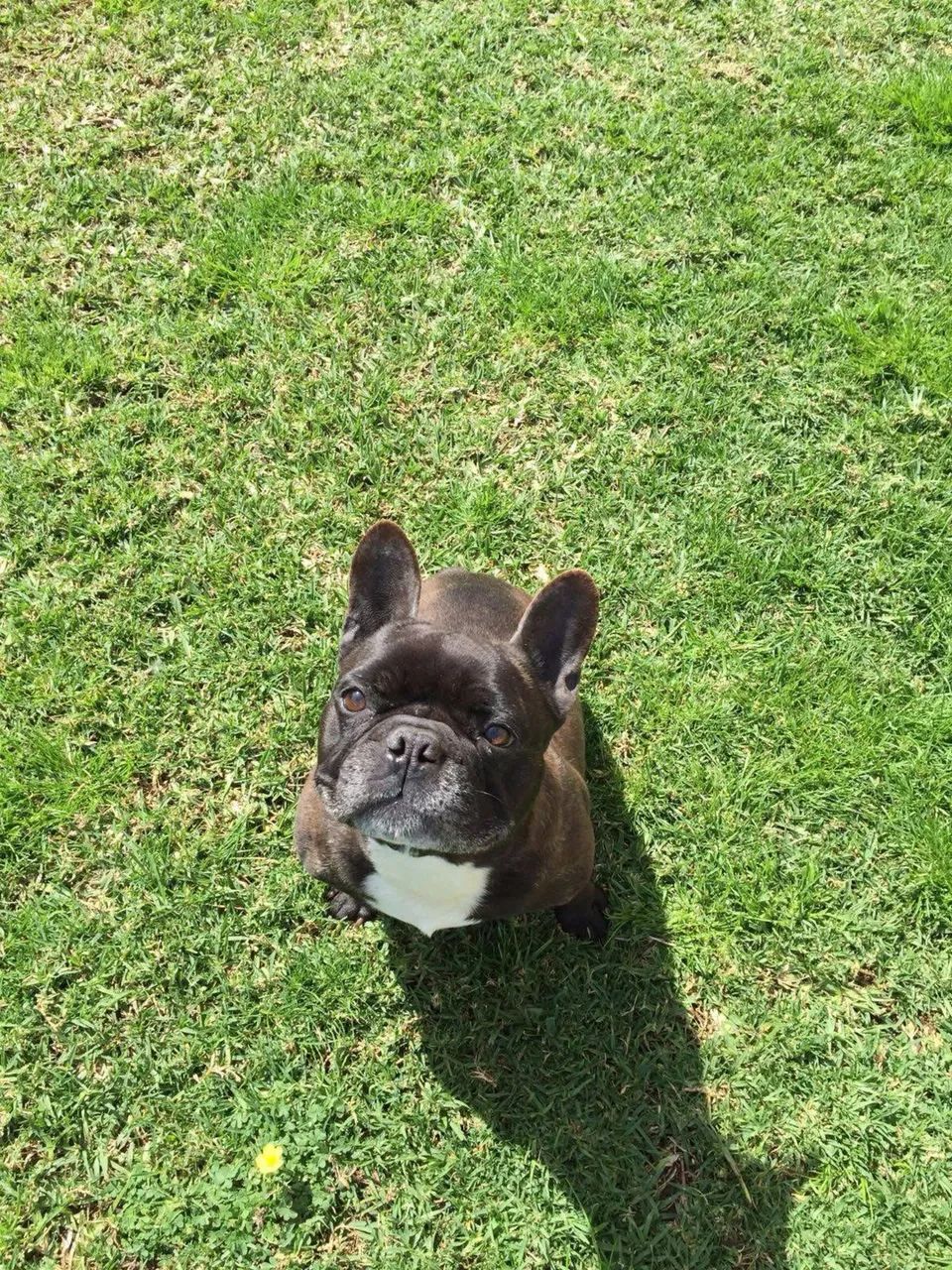 Vendo filhote de buldogue francês mini com documento  - Foto 5