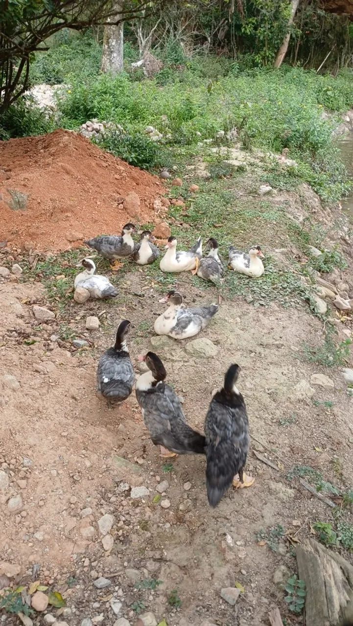 Patos - Foto 2