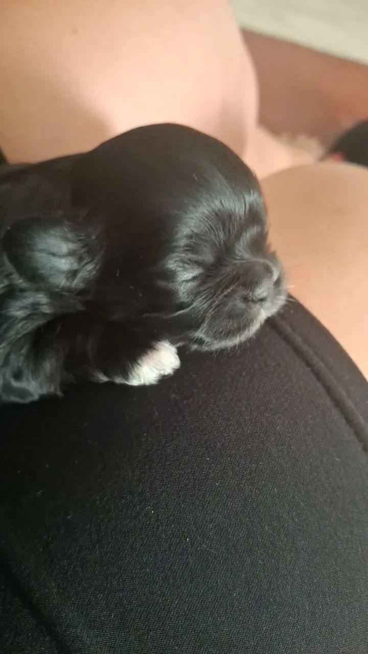 Cachorro shitzu  - Foto 3