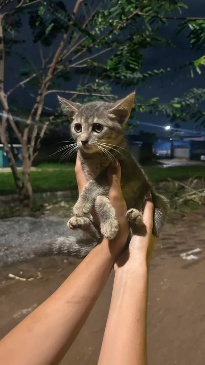 Gata