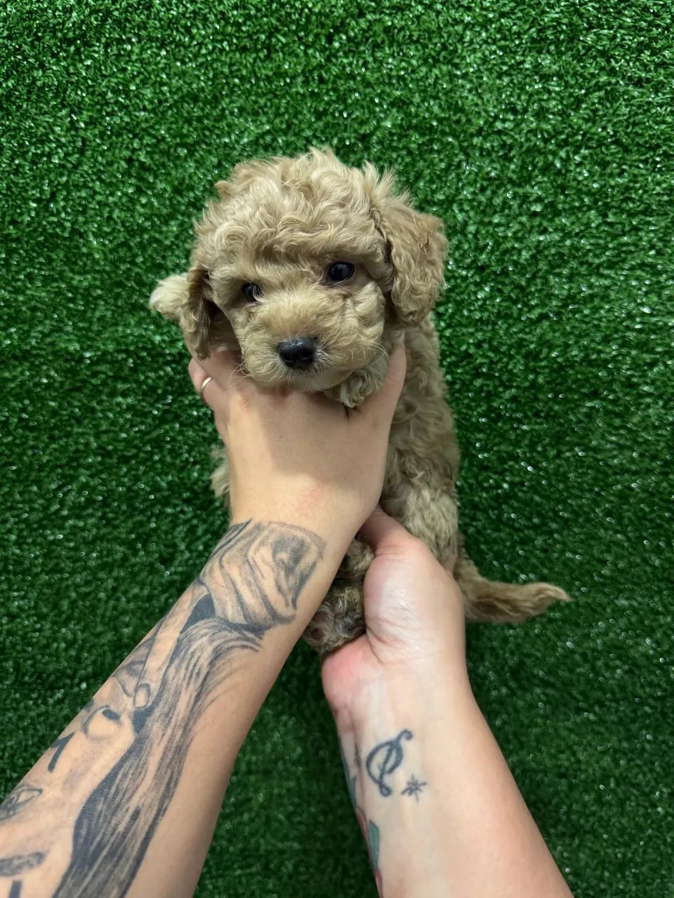 Poodle Toy Verdadeiro - Filhotes Pequenos e Inteligentes - Foto 3