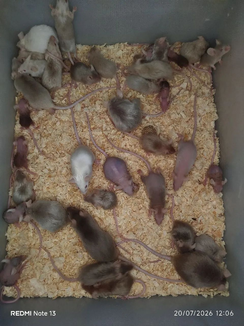 Dongos  - Foto 5