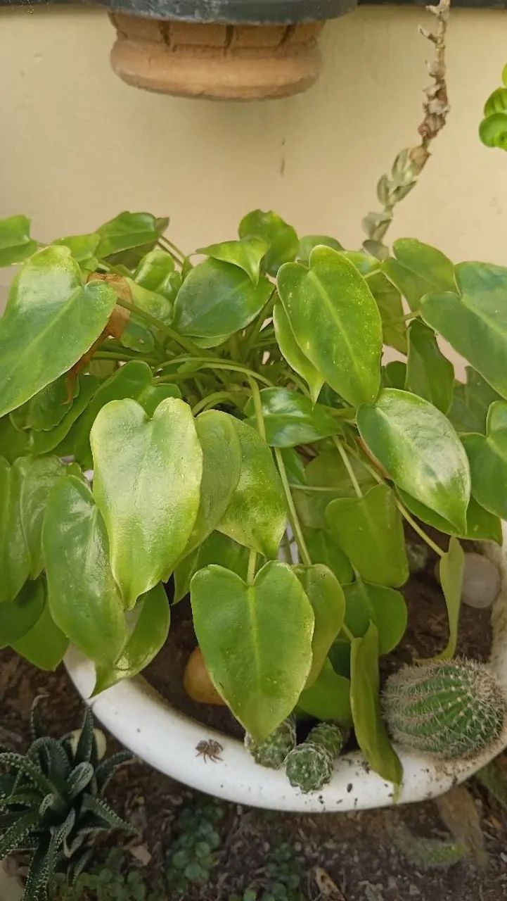Mudas plantas - Mini Imbé, Philoendron  - Foto 5