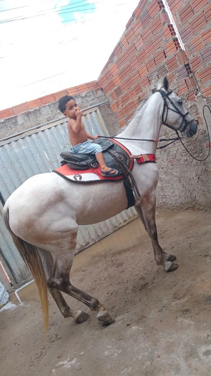 Cavalo  - Foto 3