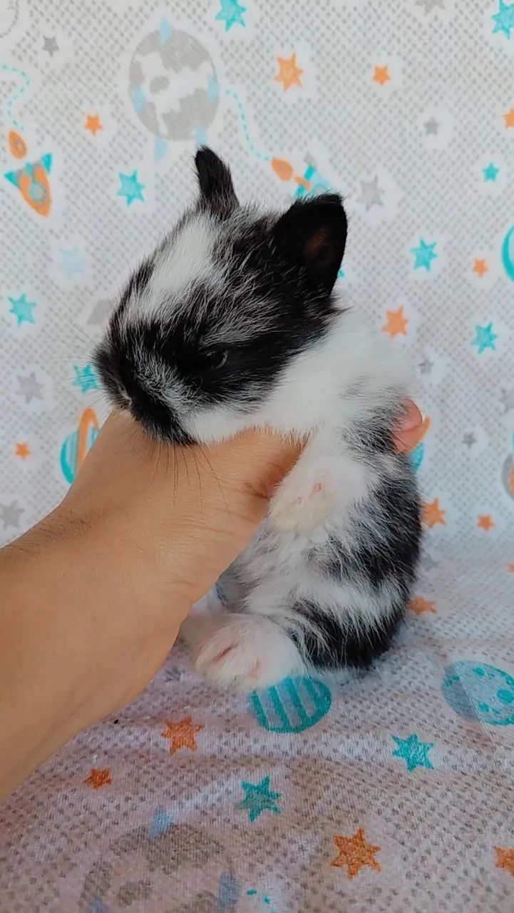 Coelho anão Netherland dwarf 