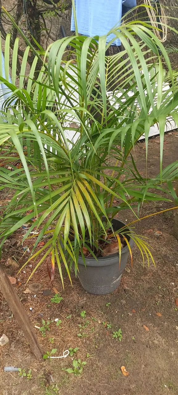 PALMEIRA 