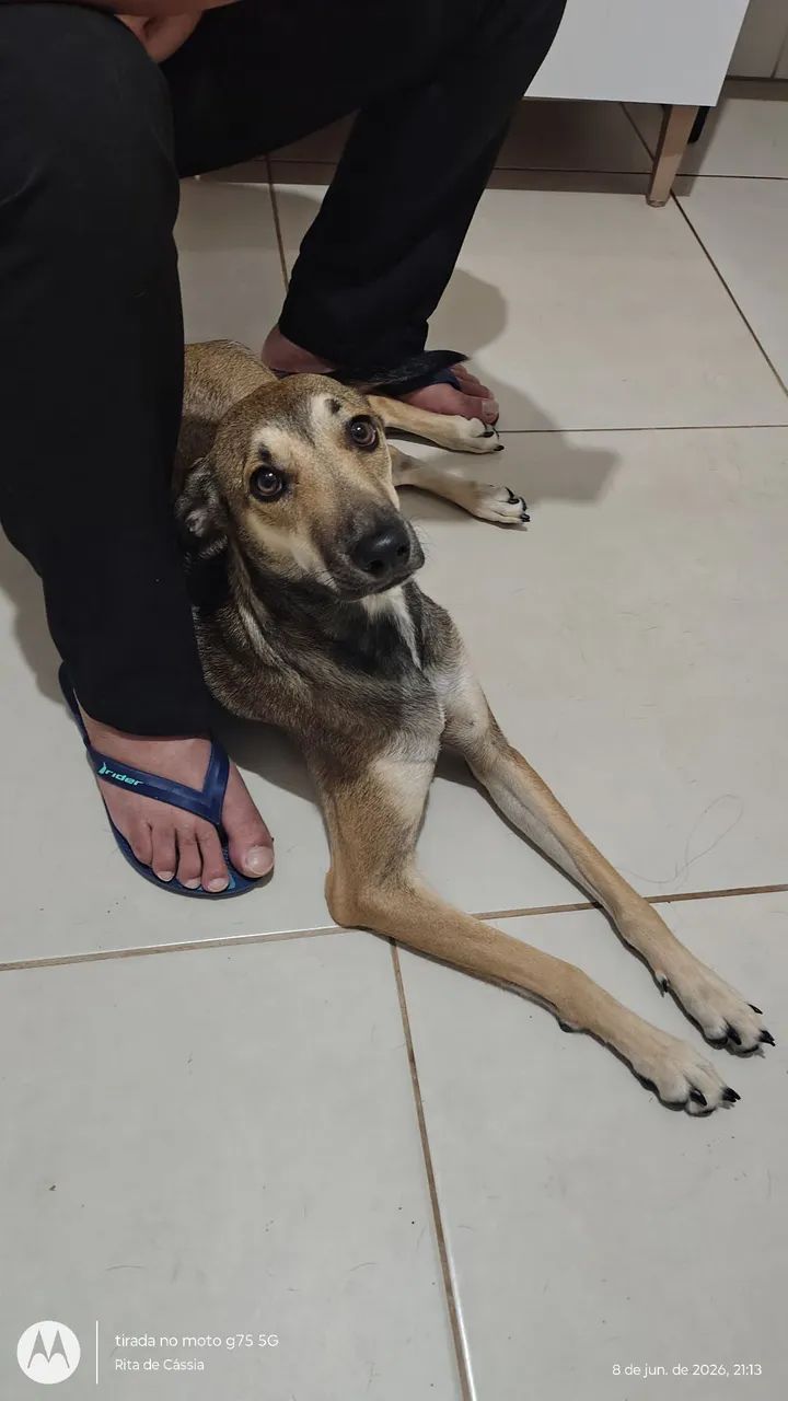 Cachorro para doação  - Foto 5