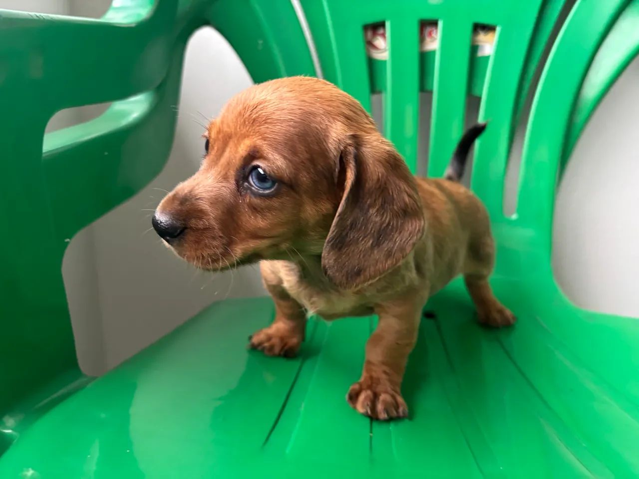 Basset, Teckel fêmea e macho  - Foto 3