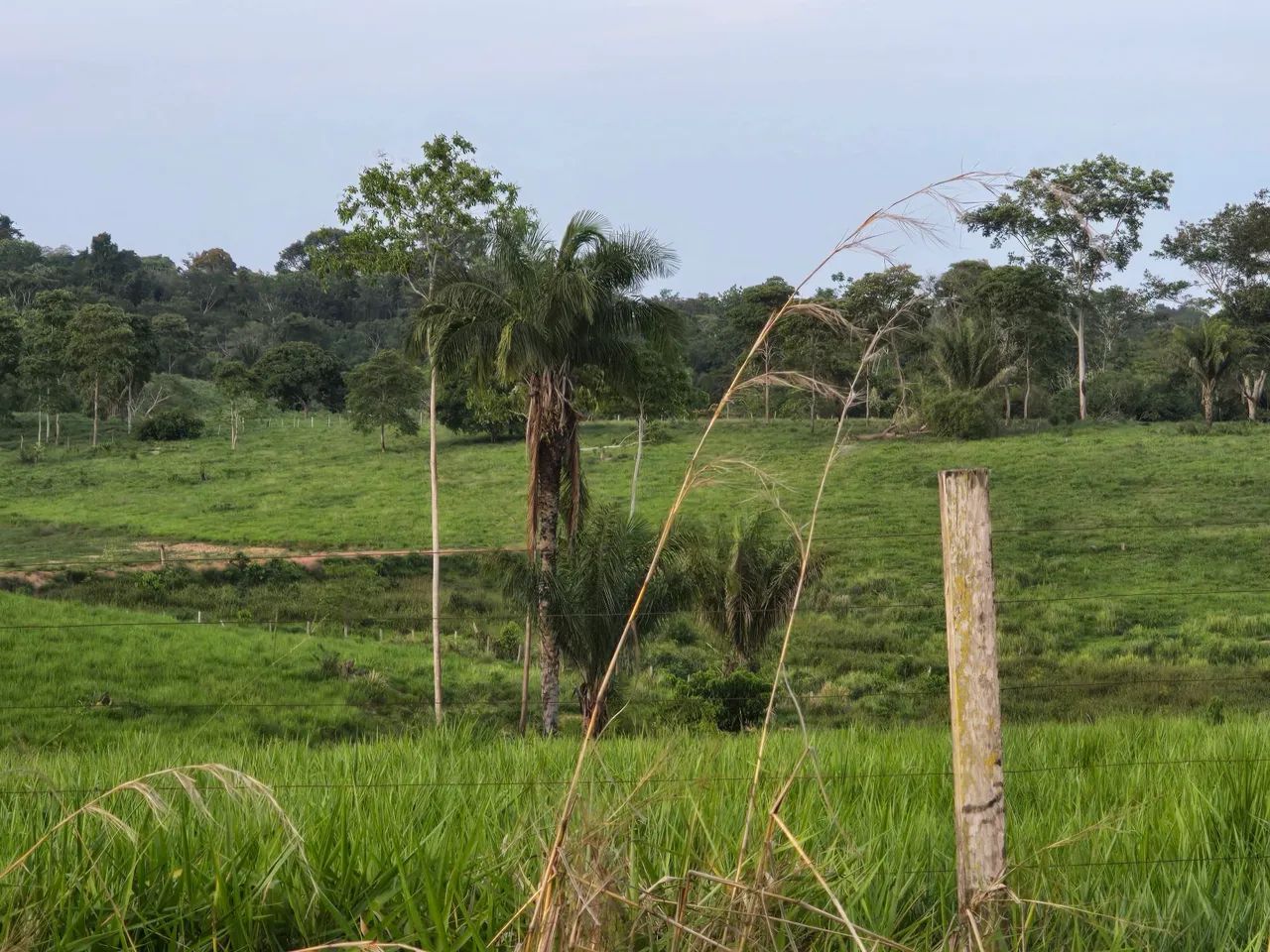 Fazenda 62 Hectares à Venda - Porto Acre/AC - Foto 4