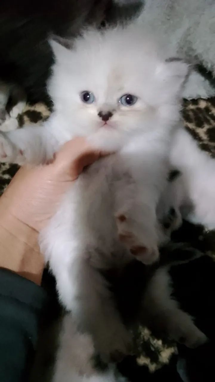 Gato persa  - Foto 2