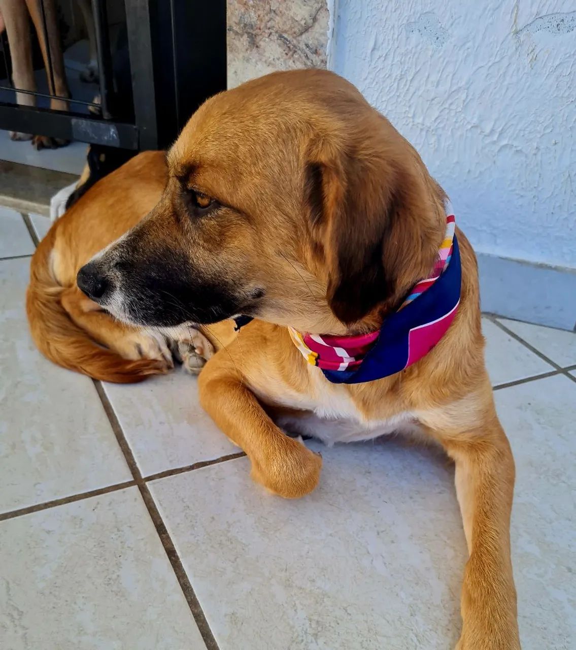 Cachorros - Foto 5