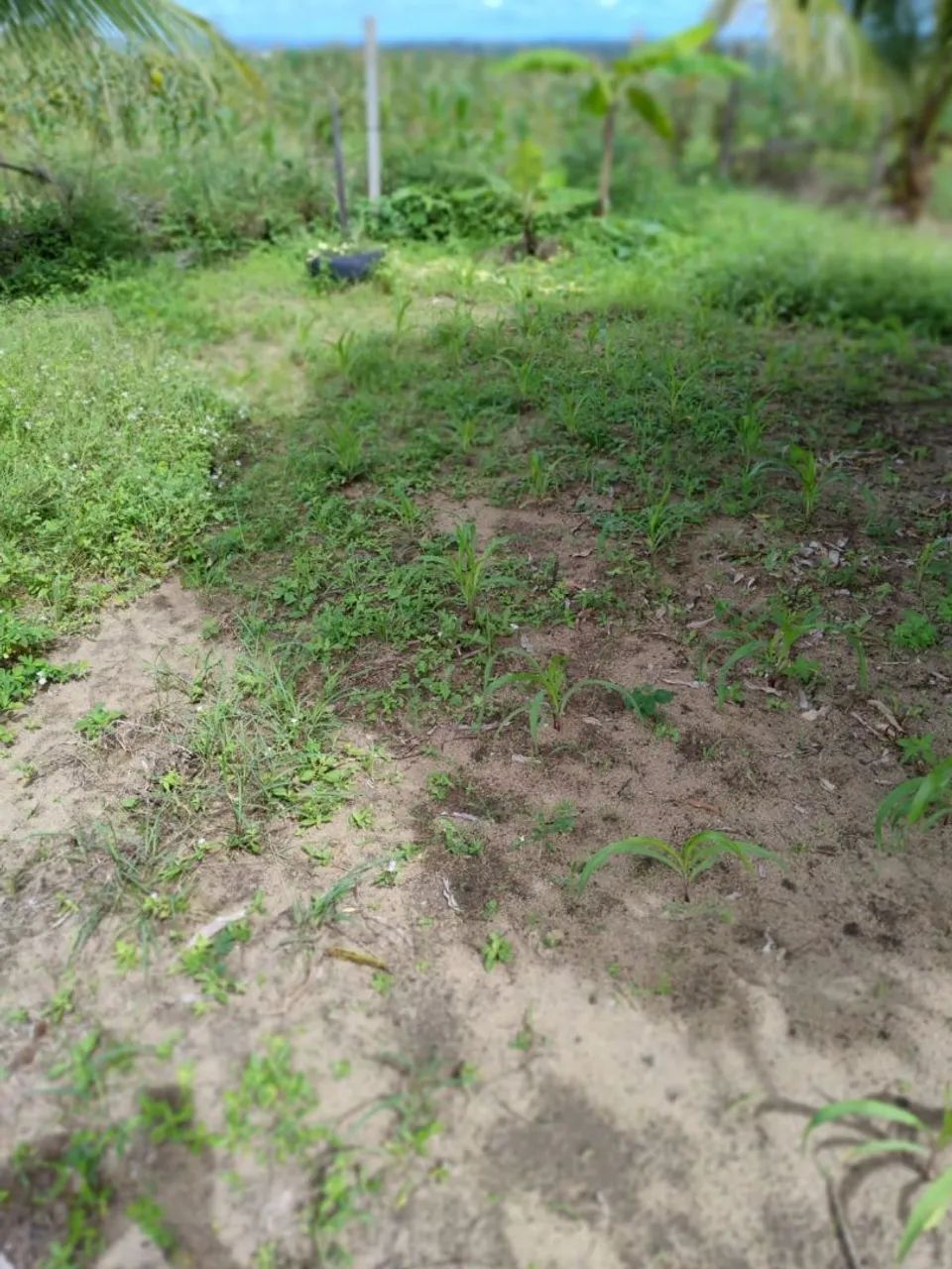 Terreno em Paudalho - Foto 2
