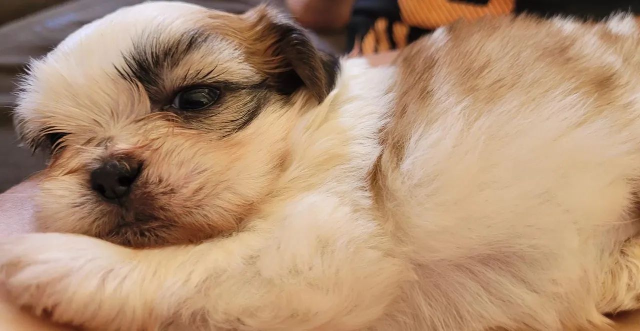 Shihtzu macho  - Foto 2