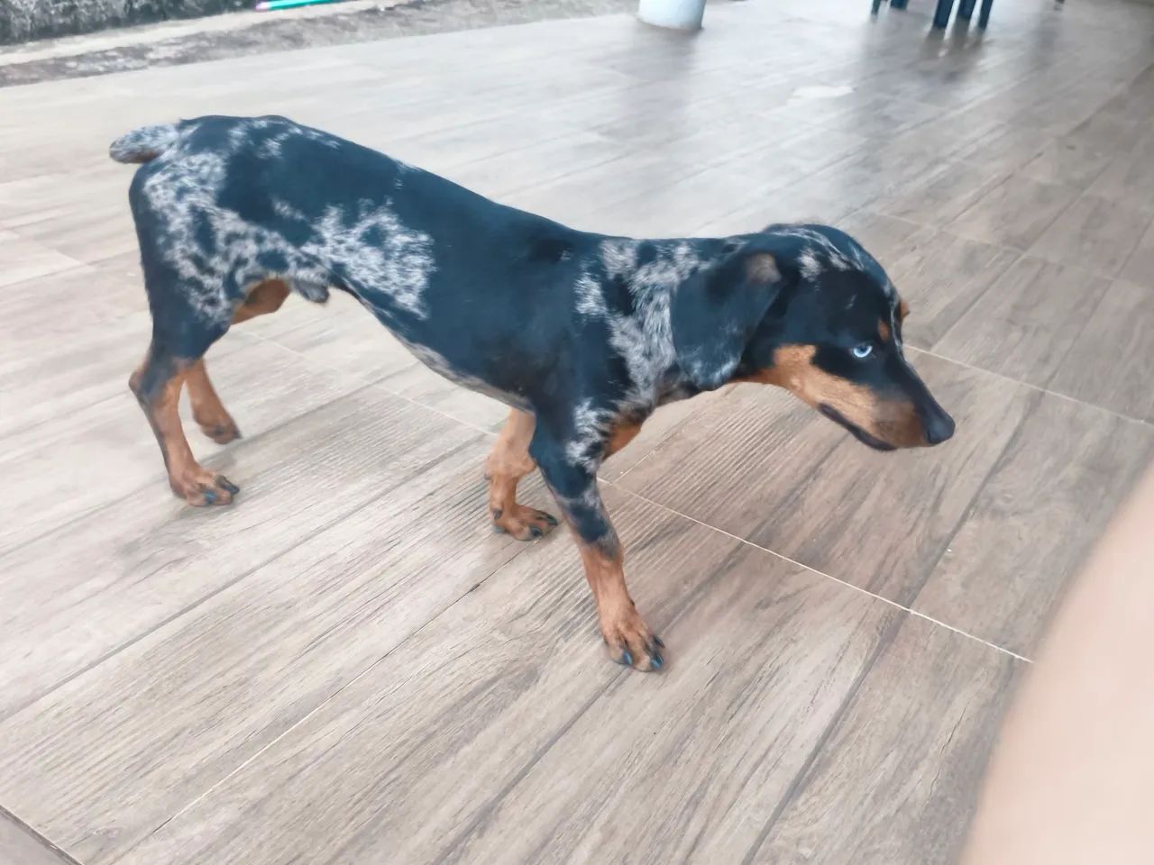 Cofap(Dachshund) com Pinscher - Foto 2