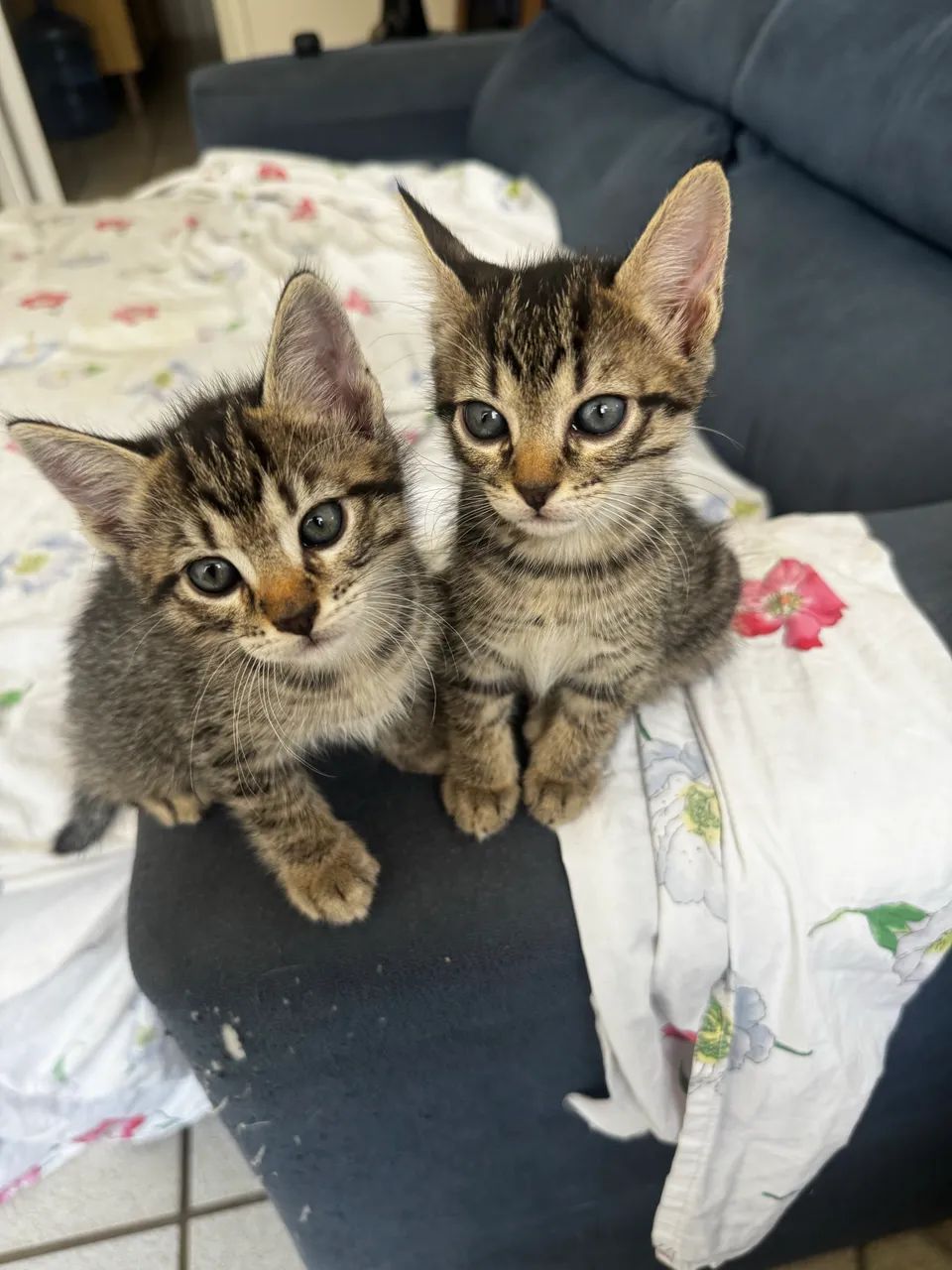 gatos - Foto 3