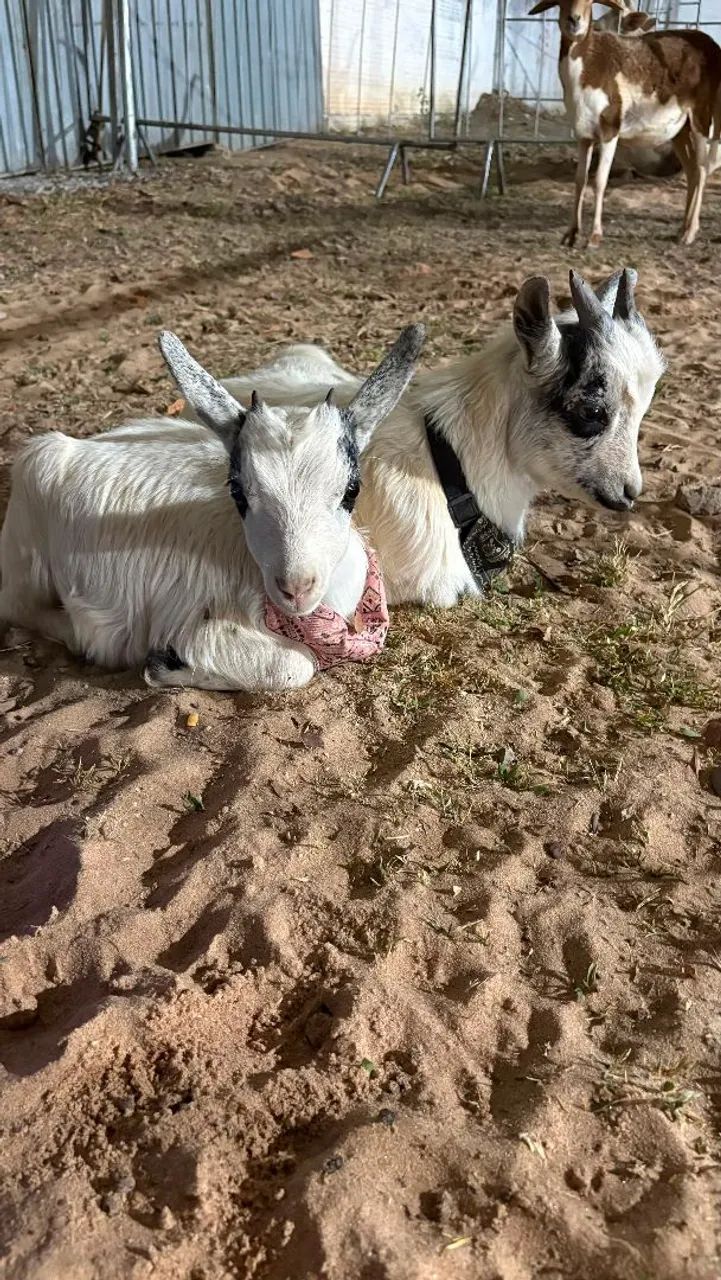 Mini cabra casal - Foto 2