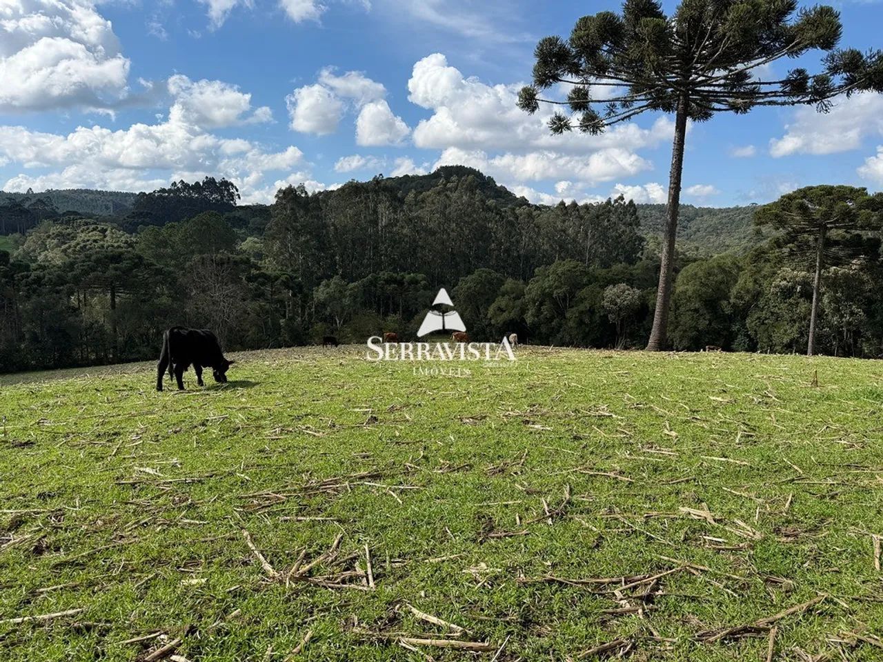Área para chácara com pastagem e nascente-44.475m2 - Foto 3