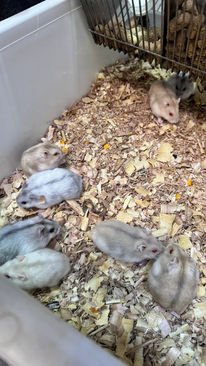 Hamster Russo  - Foto 5