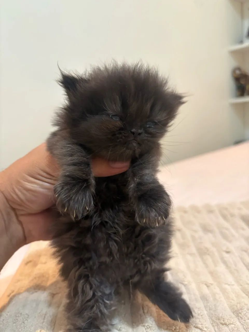 Gato Persa - Foto 3