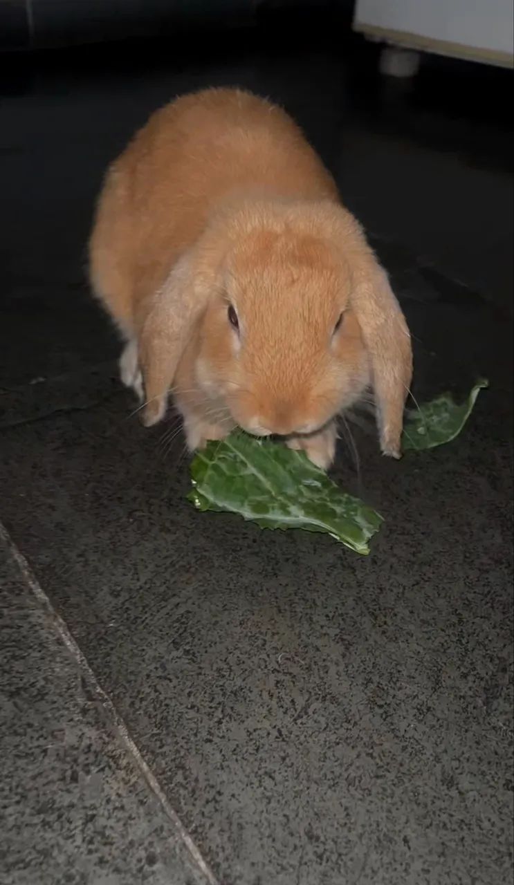 Coelho Mini Lop  - Foto 3