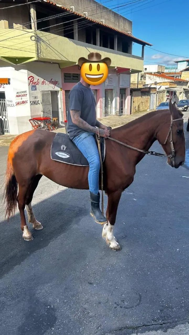 Égua mangolina  - Foto 3