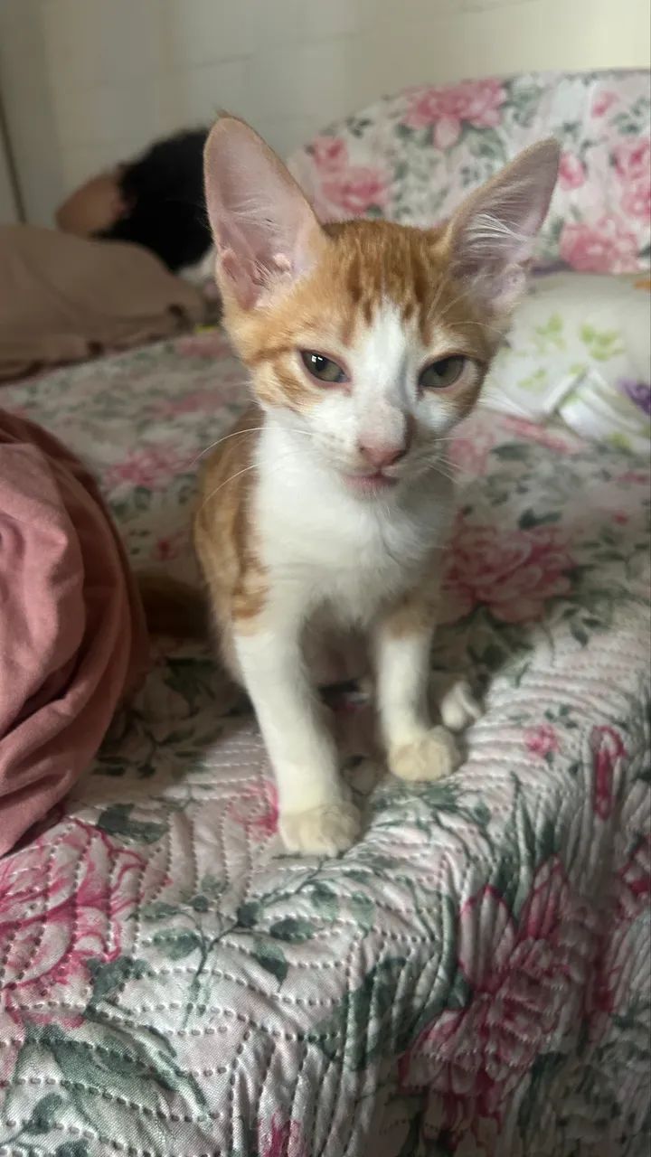 Dupla linda de gatinhos - Foto 6