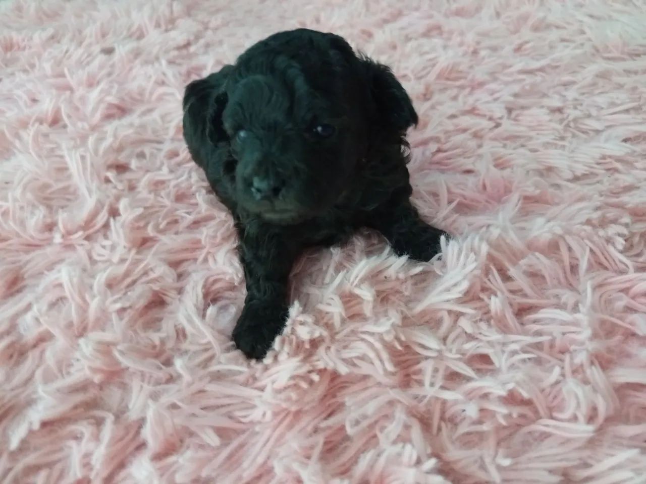 Poodle Mini fêmea 