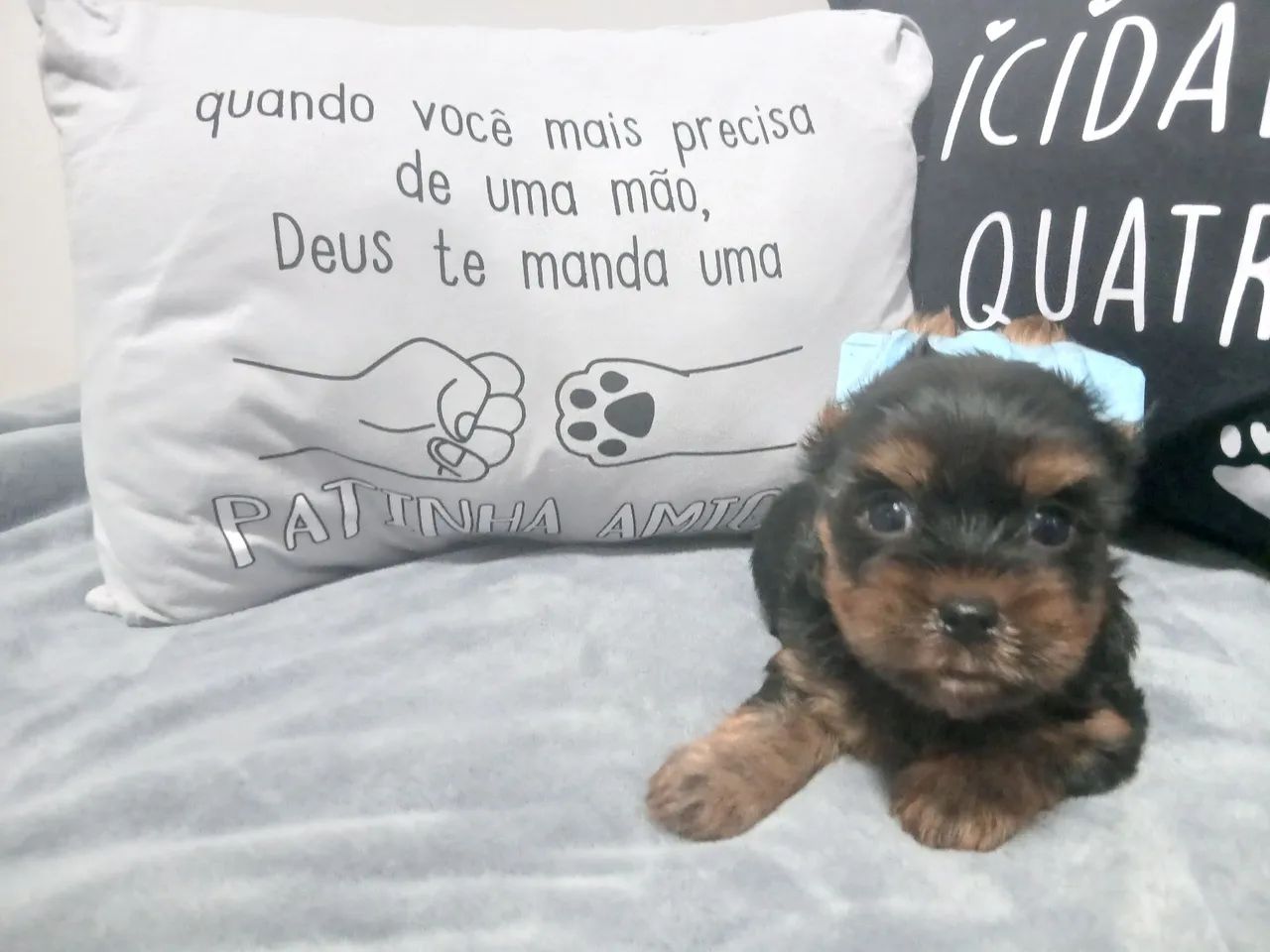 Yorkshire terrier macho - Foto 3