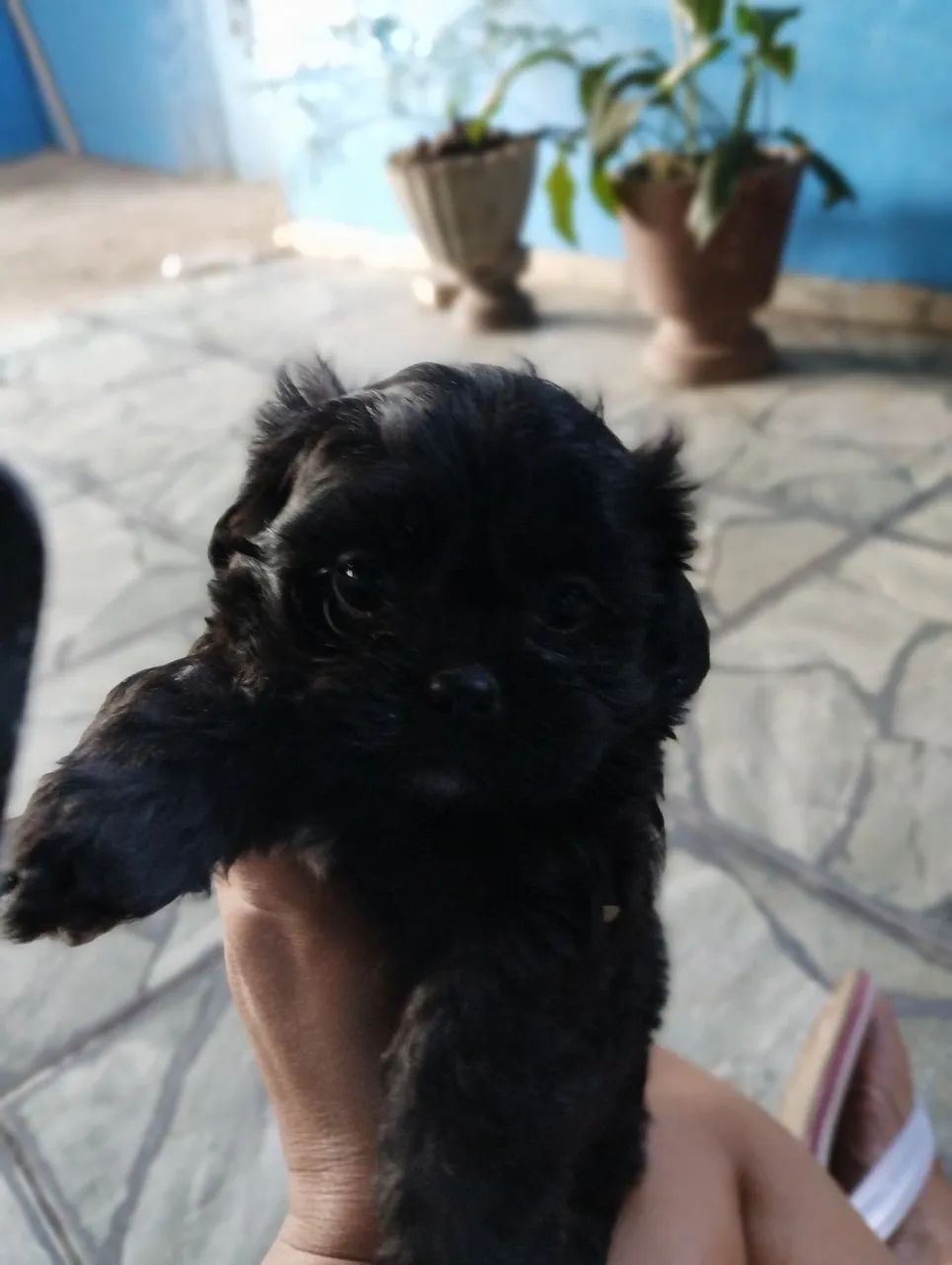 Vende se cachorro  - Foto 3