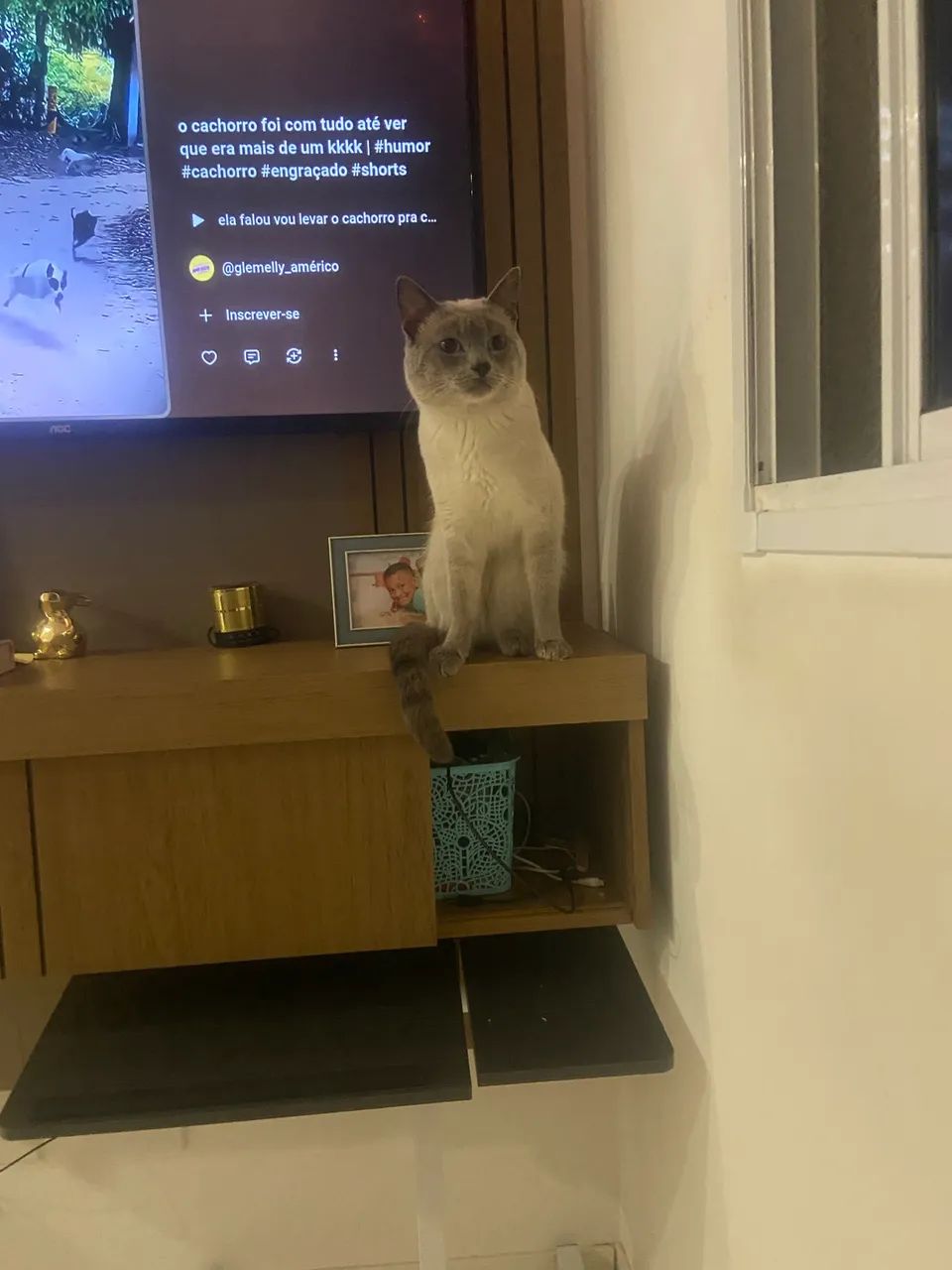 Doação gato - Foto 2