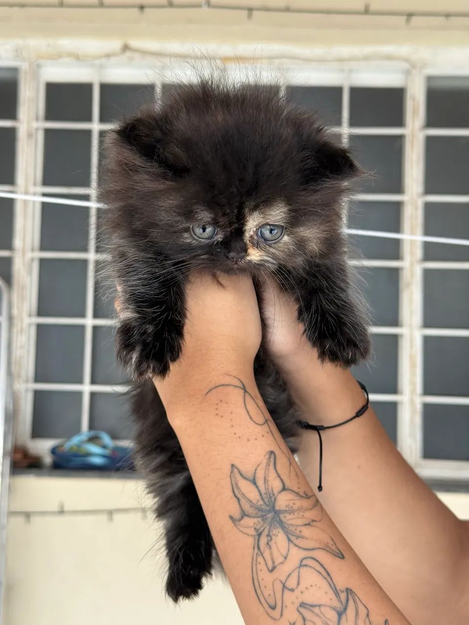 Vendo gata persa filhote 