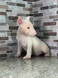 Bull terrier filhotes 