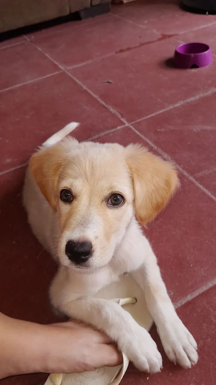 Doa-se cachorrinha - Foto 3