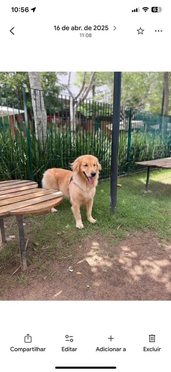 Golden retriver  - Foto 5