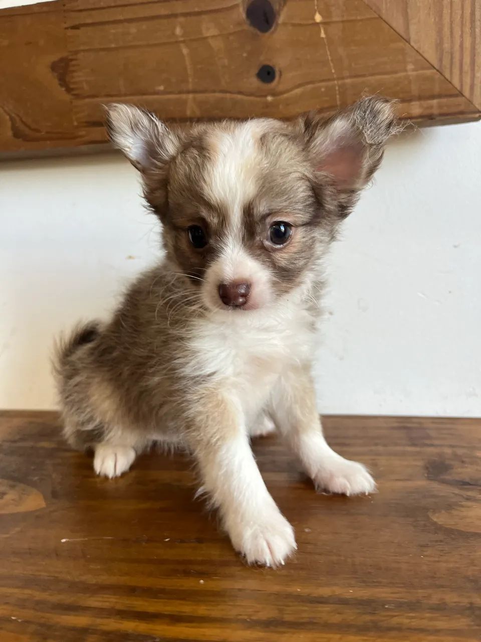 Chihuahua machos  - Foto 2
