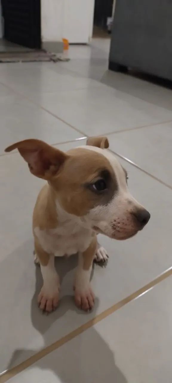Vendo American Staffordshire 
