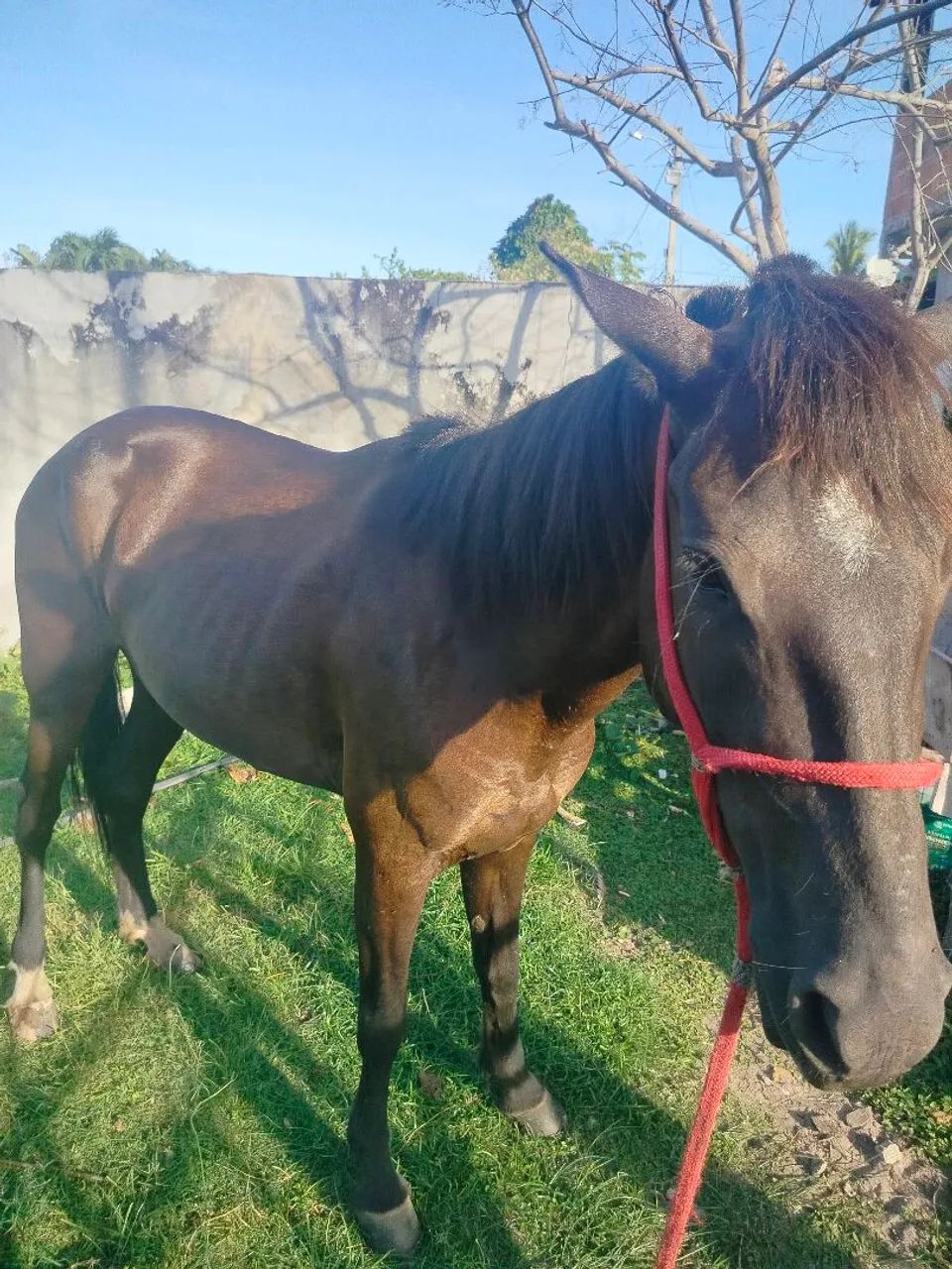 Égua quente, alta, possui rojão e tem 4 anos - Foto 2