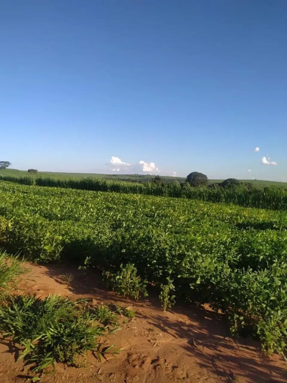 Vendo fazenda uberaba Uberlândia - Foto 5