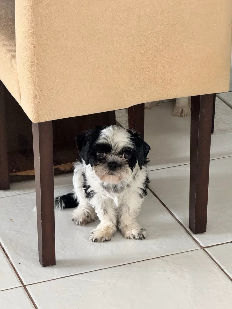 SHIH TZU - Foto 2