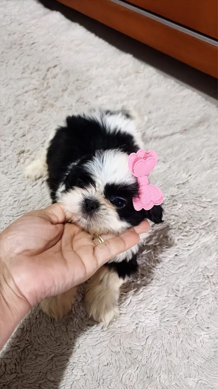 Shih tzu - Foto 4