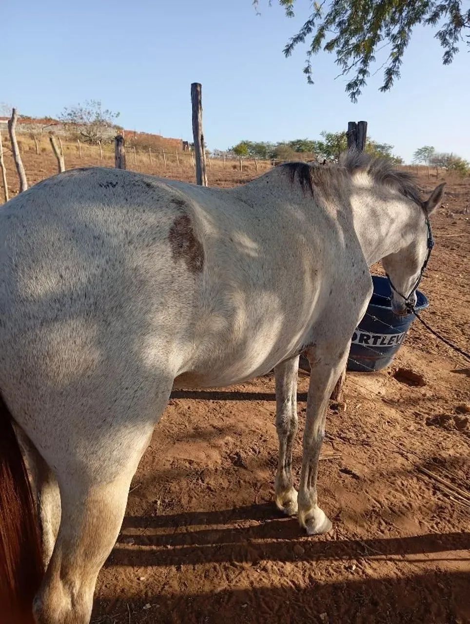 Egua de boi diferente  - Foto 2
