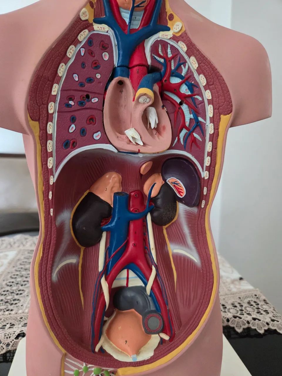 Torso humano, modelo anatômico de 50 cm. - Foto 4
