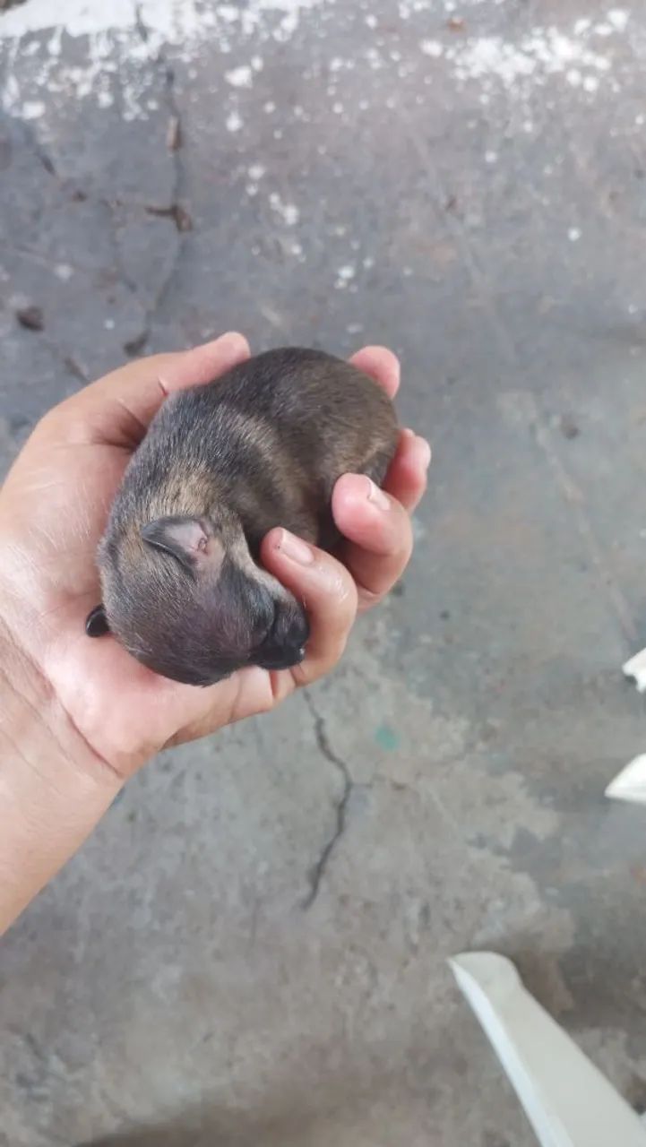 Cachorro Pinscher