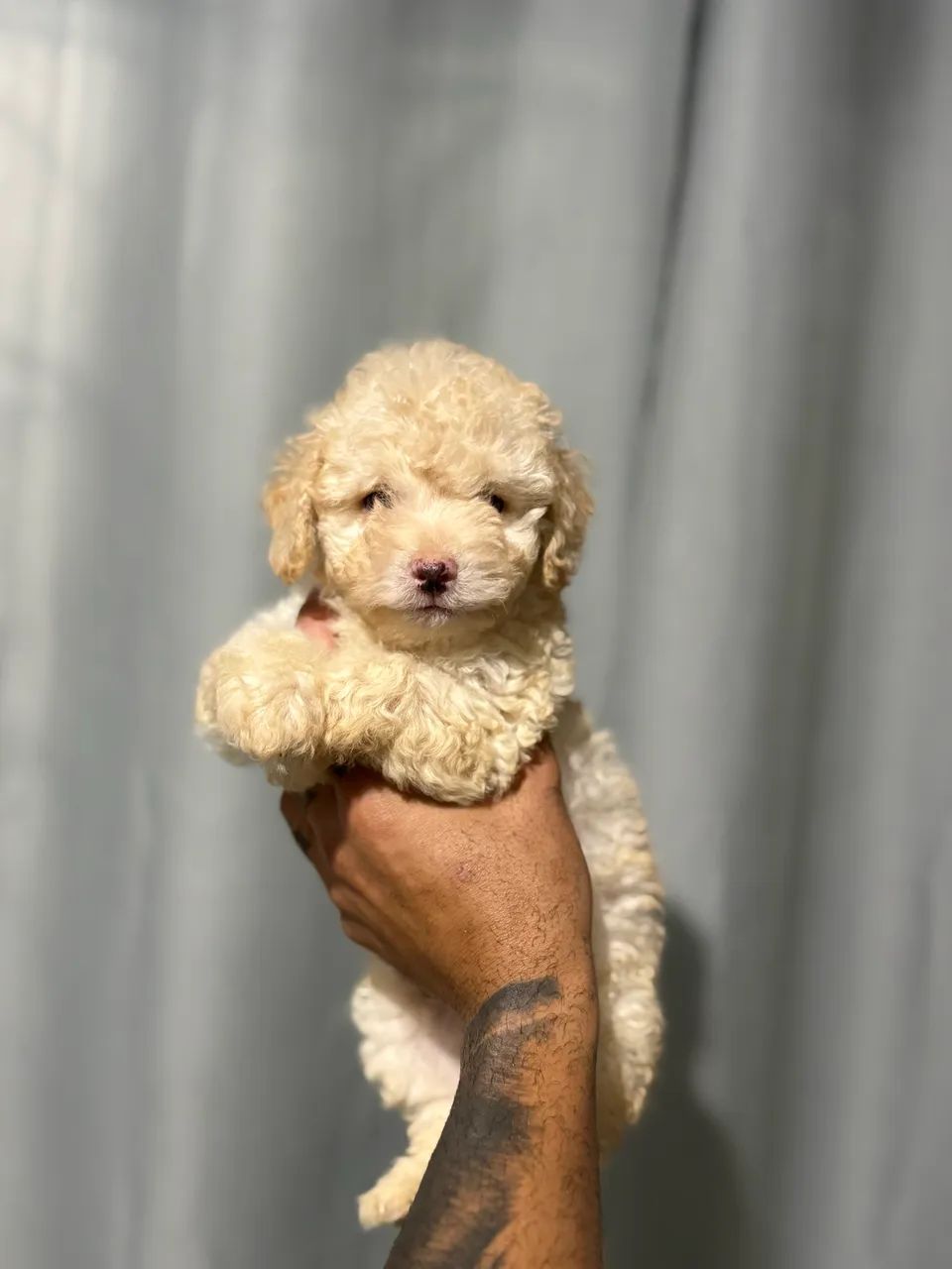 POODLE TOY MACHO  - Foto 3