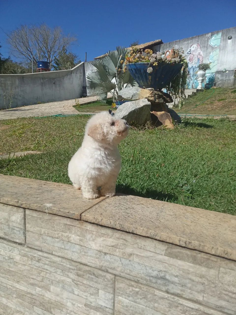Poodle toy  - Foto 5