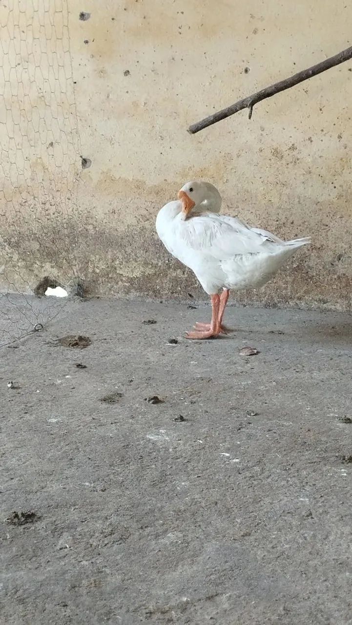 Vendo frango de ganso macho - Foto 2