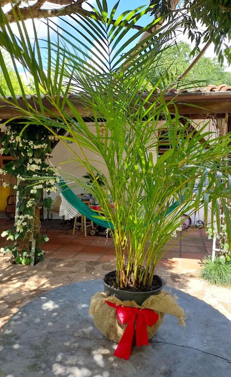 Palmeira ornamental Areca para decorar sua Festa, Loja, Escritório, Consultório, Casa etc.